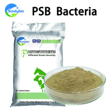 Bactérias fotossintéticas granel de probióticos para purificador de água